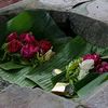 jagadflora77