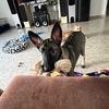 ronen916