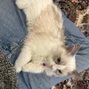 mohie231
