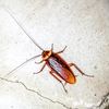 cockroach222356