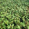 awa.plant