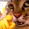 miawmiaw..4