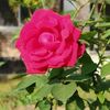 ayeshaakter4633