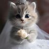 online_435