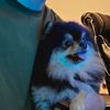carothv35