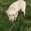 zaza_chiens