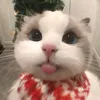 chitoanthichchoifi5