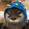 otterbanyakduit