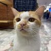 super.cat_2545