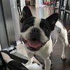 darcythefrenchbulldog