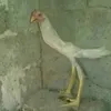 kreconasruba12
