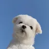 xinchaonguoidep_11