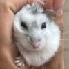 karin_toca
