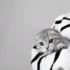 if..14