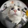 monke_6624