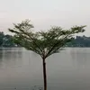 alifulmaslukin