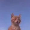 _justmulky