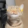 catpurrcino.gmys