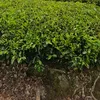 bungarimene_basego
