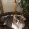 catslife_1000