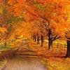 omid01276