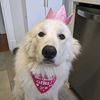 sidonietheurbanpolarbear