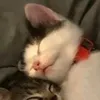 marisinea_