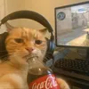 shainotfound404