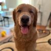 mygoldennuggettito