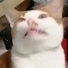 adasiuciuu