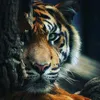 tigr09005