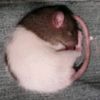 ratchic
