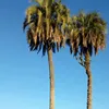 joaco_centu27