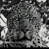 withoutfear06