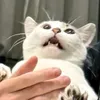 dssccnm