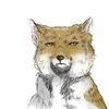 tibe_fox
