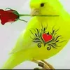 azhdsjcj