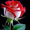 flower.flores20