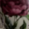 umme_270
