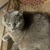 kittysaurusrex8765
