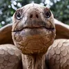 tor_tor_tortoise
