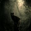 forest._.creature_
