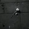 piww.666