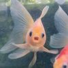 imafishblublublubb
