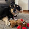 homieantdog