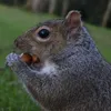 leonardthesquirrel