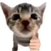 elcatto1