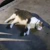 deanakem