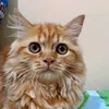 peanut_the_persian