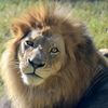 frisian_usa76